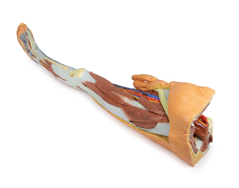 Lower limb - superficial dissection with male left pelvis - 3D Printed Cadaver