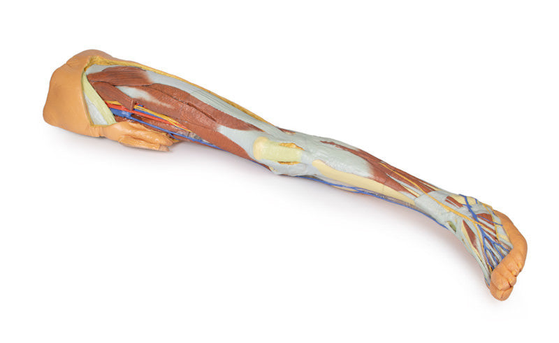 Lower limb - superficial dissection with male left pelvis - 3D Printed Cadaver