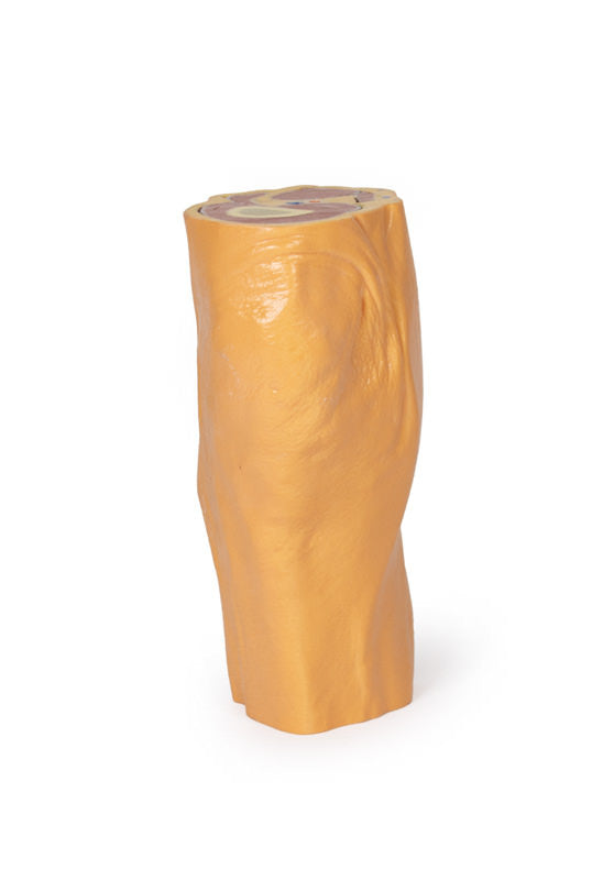 Popliteal Fossa distal thigh and proximal leg - 3D Printed Cadaver