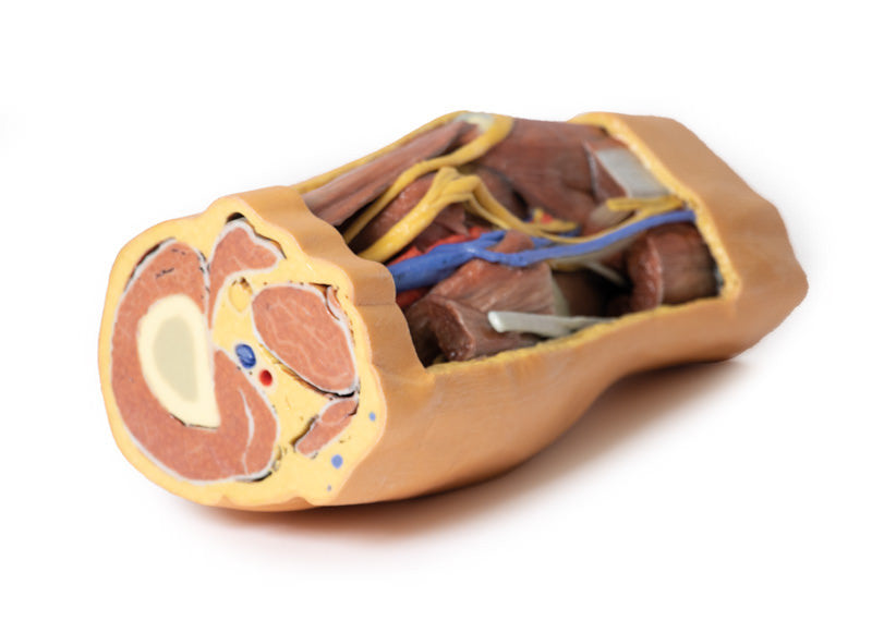 Popliteal Fossa distal thigh and proximal leg - 3D Printed Cadaver