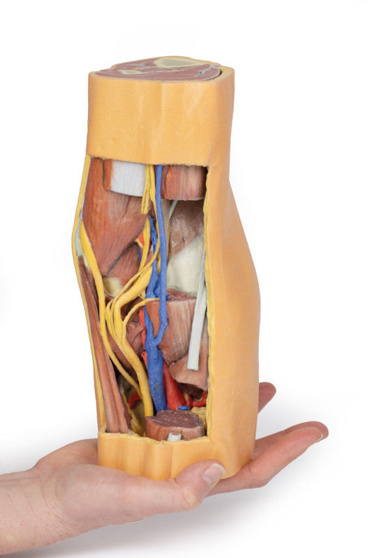 Popliteal Fossa distal thigh and proximal leg - 3D Printed Cadaver