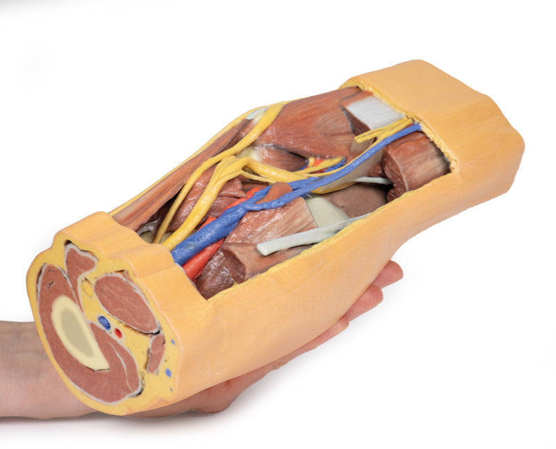 Popliteal Fossa distal thigh and proximal leg - 3D Printed Cadaver