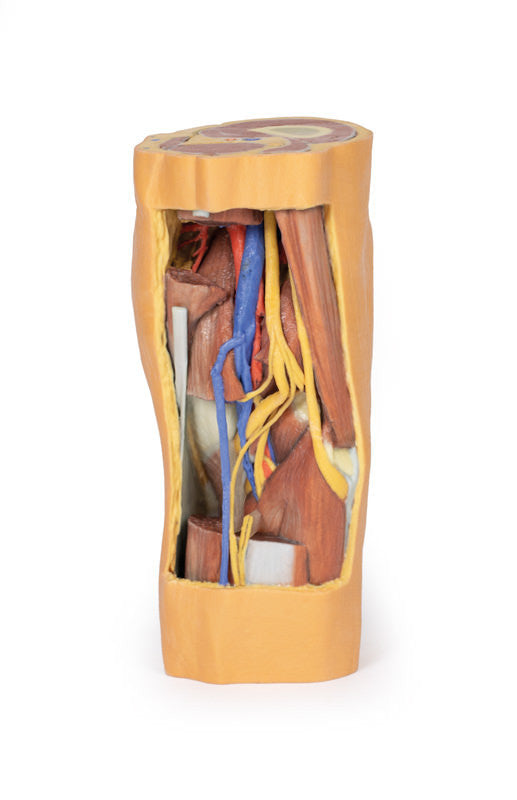 Popliteal Fossa distal thigh and proximal leg - 3D Printed Cadaver