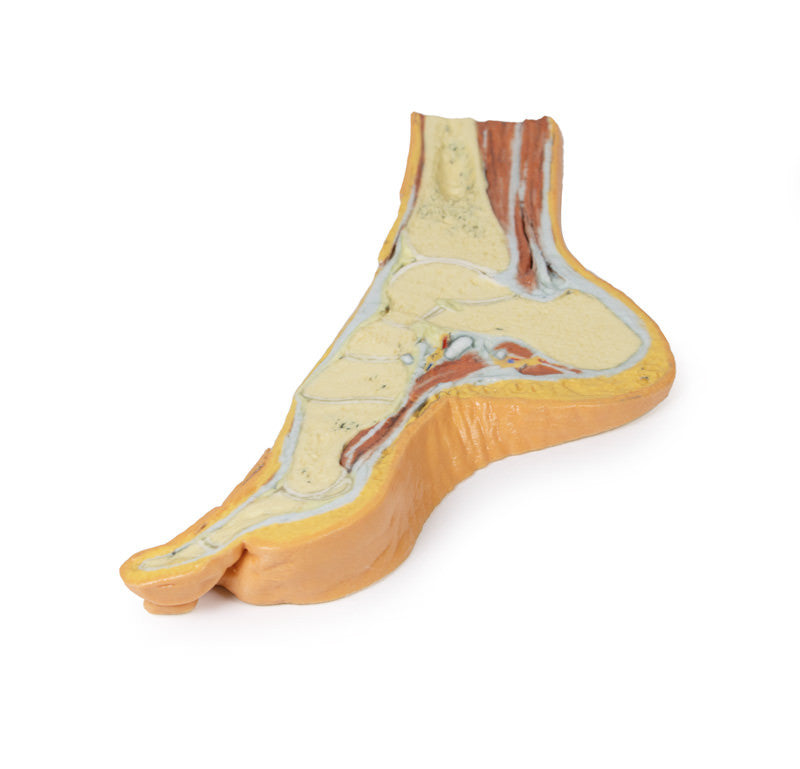 Foot - Parasagittal cross-section - 3D Printed Cadaver