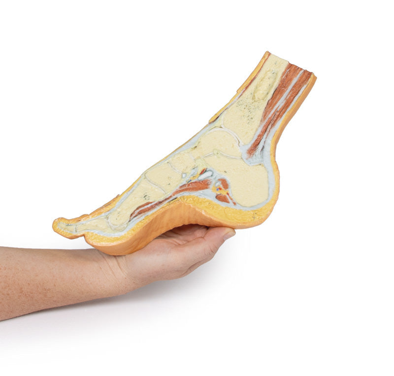 Foot - Parasagittal cross-section - 3D Printed Cadaver