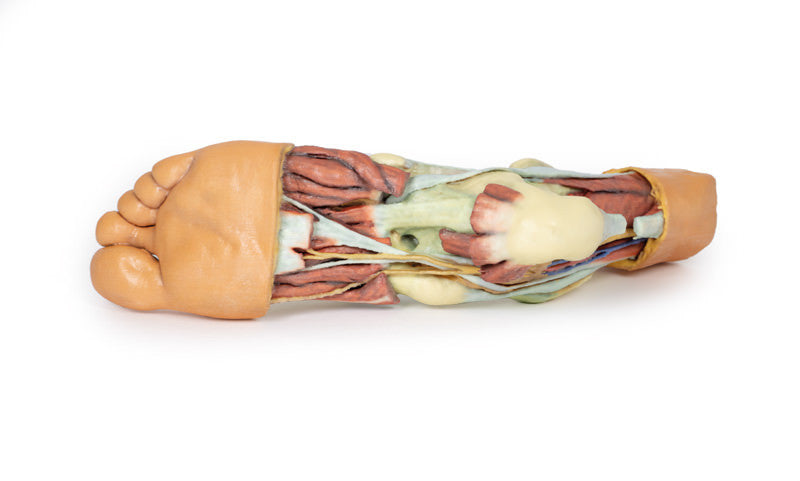 Foot - Structures of the plantar surface - 3D Printed Cadaver