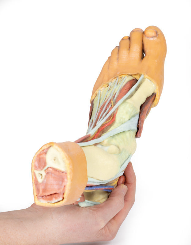 Foot - Structures of the plantar surface - 3D Printed Cadaver