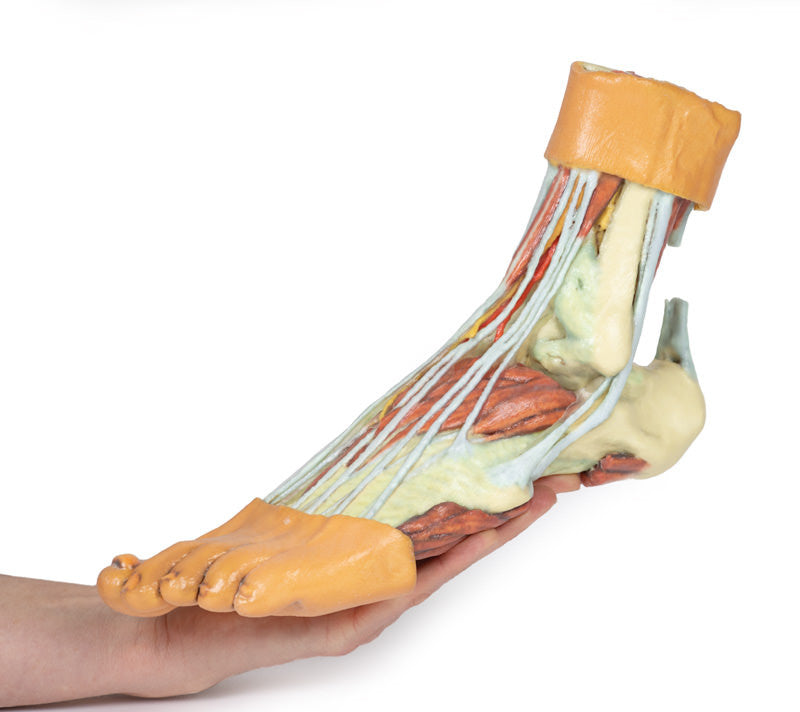 Foot - Structures of the plantar surface - 3D Printed Cadaver