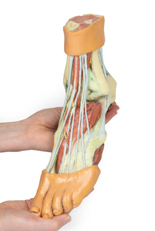 Foot - Structures of the plantar surface - 3D Printed Cadaver