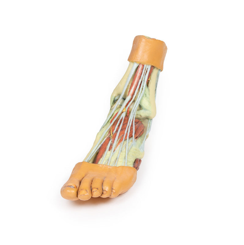 Foot - Structures of the plantar surface - 3D Printed Cadaver