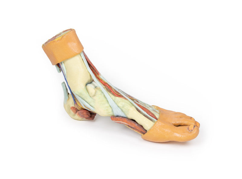 Foot - Structures of the plantar surface - 3D Printed Cadaver
