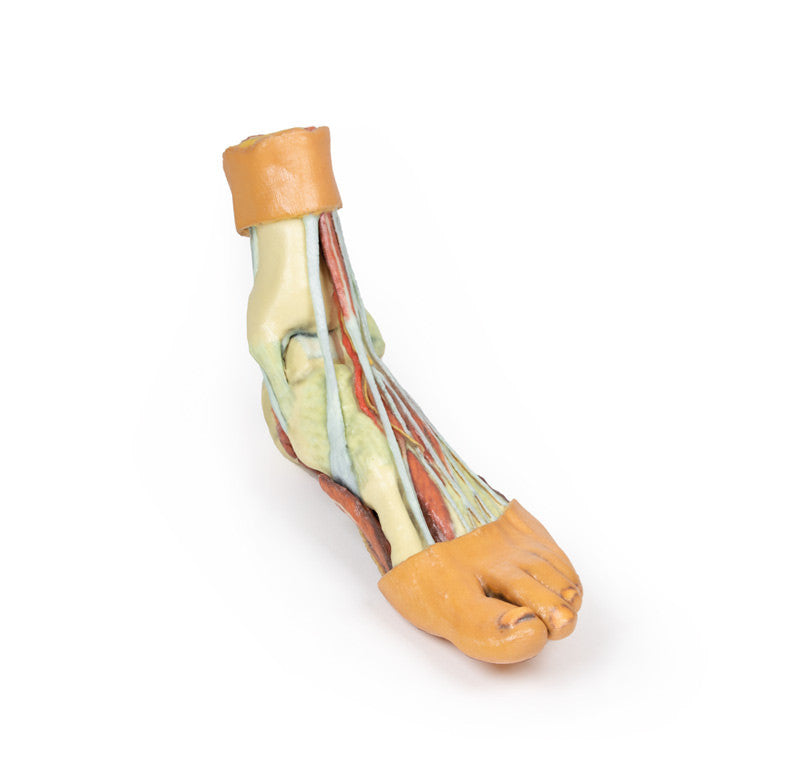Foot - Structures of the plantar surface - 3D Printed Cadaver