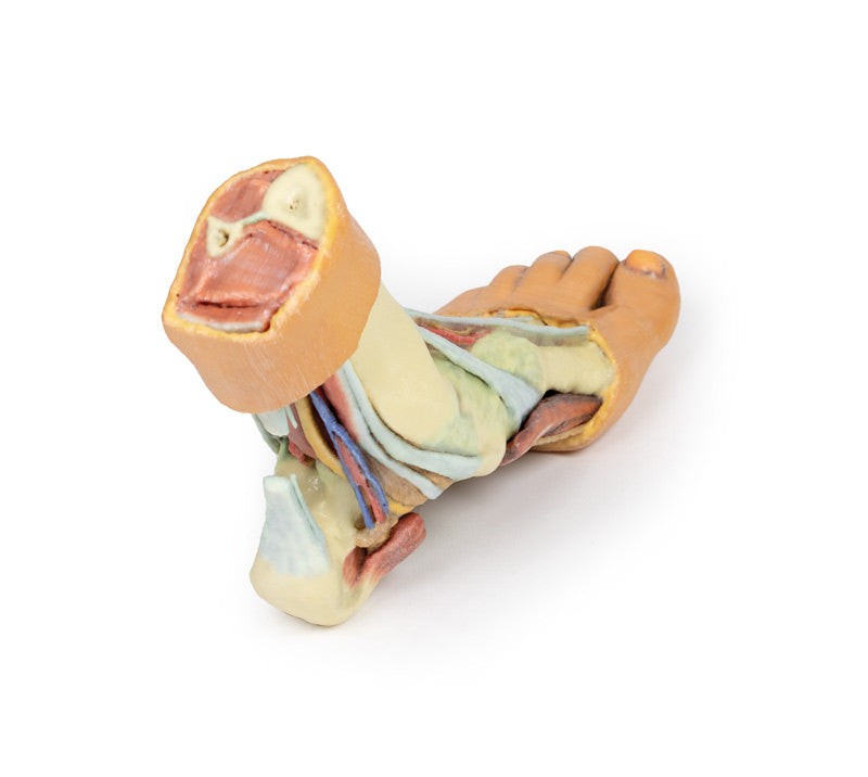 Foot - Structures of the plantar surface - 3D Printed Cadaver