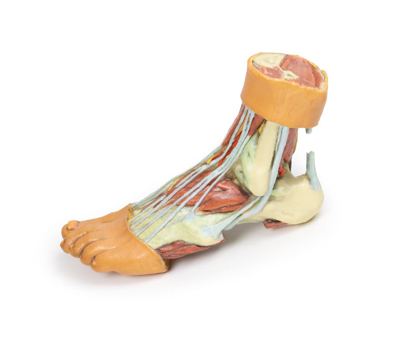 Foot - Structures of the plantar surface - 3D Printed Cadaver