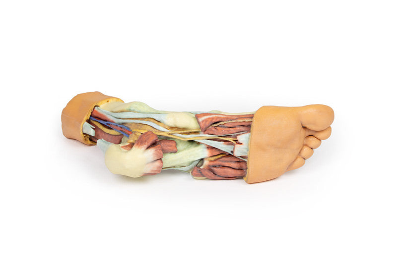 Foot - Structures of the plantar surface - 3D Printed Cadaver