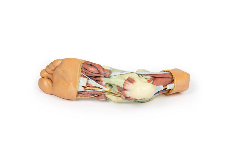 Foot - Structures of the plantar surface - 3D Printed Cadaver