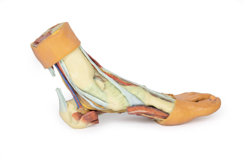 Foot - Structures of the plantar surface - 3D Printed Cadaver