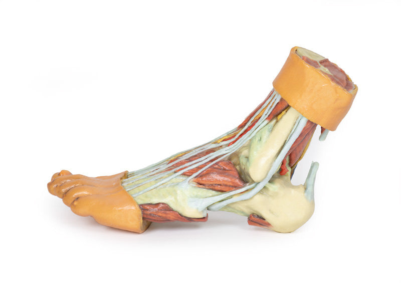 Foot - Structures of the plantar surface - 3D Printed Cadaver