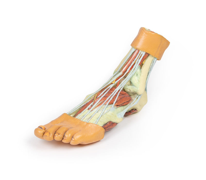 Foot - Structures of the plantar surface - 3D Printed Cadaver