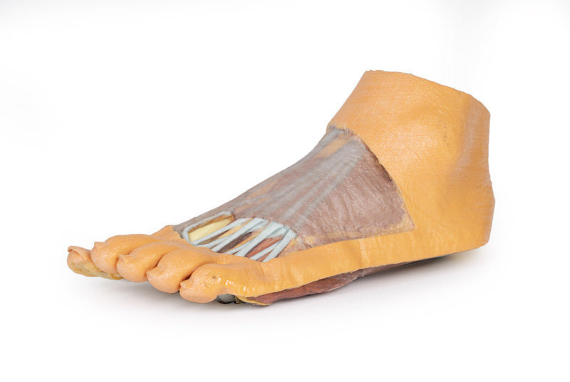 Foot - Plantar surface & superficial dissection on the dorsum - 3D Printed Cadaver