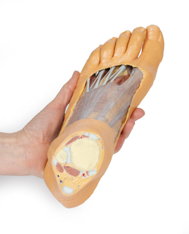 Foot - Plantar surface & superficial dissection on the dorsum - 3D Printed Cadaver