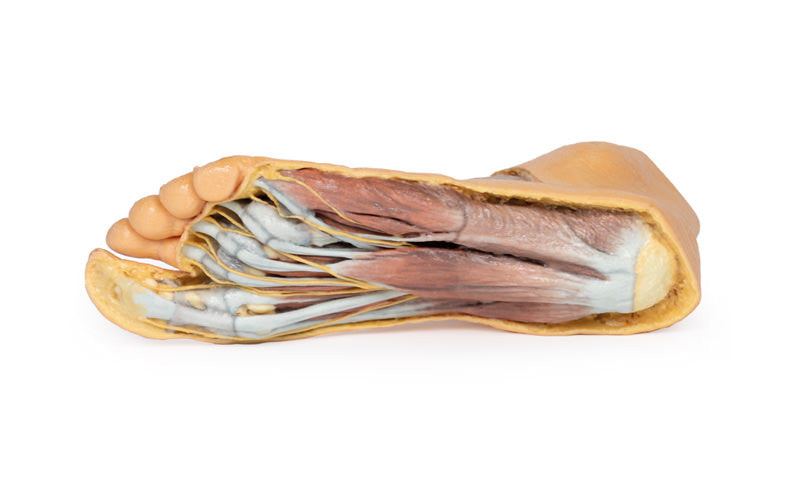 Foot - Plantar surface & superficial dissection on the dorsum - 3D Printed Cadaver