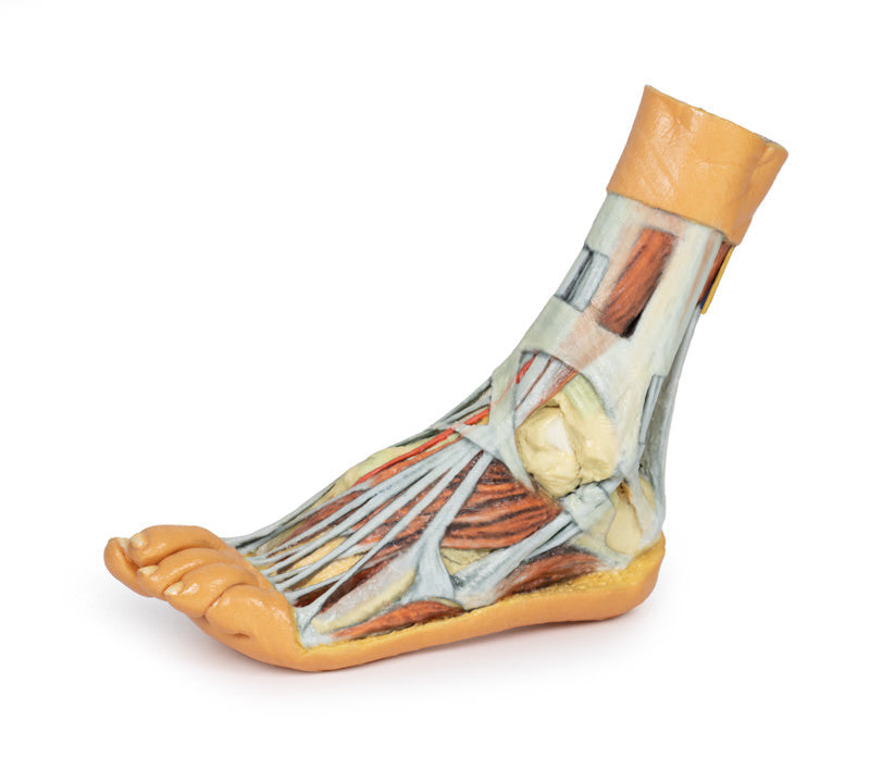 Foot - Superficial and deep dissection of distal leg and foot - 3D Printed Cadaver