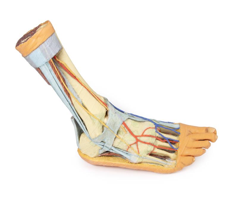 Foot - Superficial and deep structures of the distal leg and foot