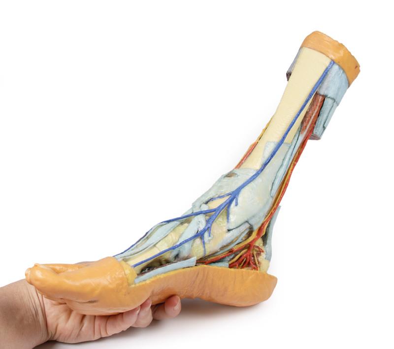 Foot - Superficial and deep structures of the distal leg and foot