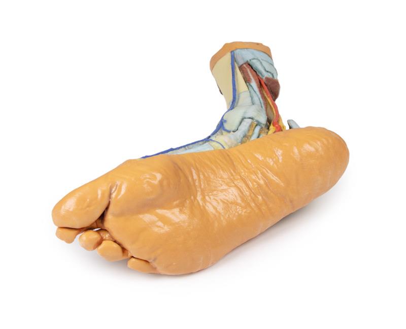 Foot - Superficial and deep structures of the distal leg and foot