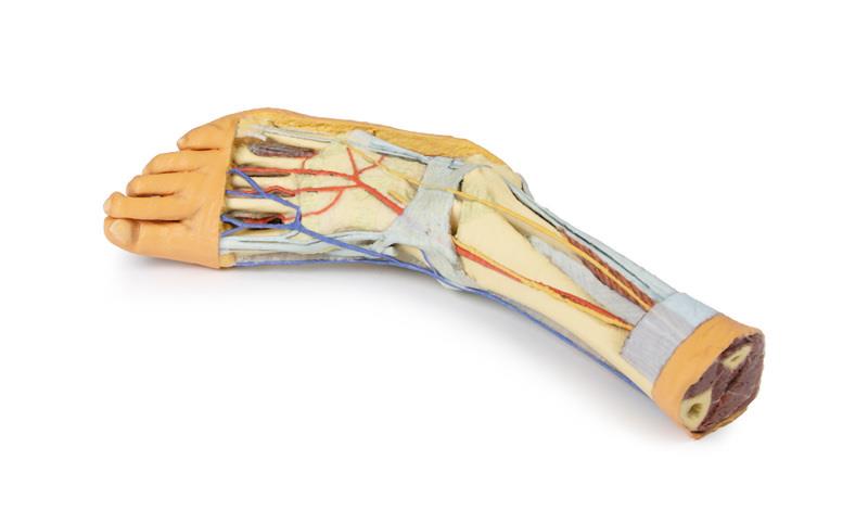 Foot - Superficial and deep structures of the distal leg and foot