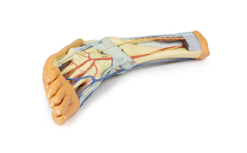 Foot - Superficial and deep structures of the distal leg and foot