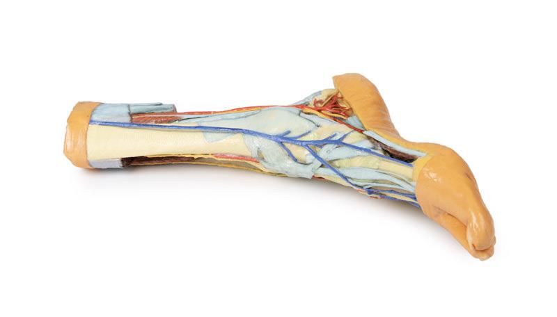 Foot - Superficial and deep structures of the distal leg and foot