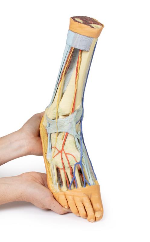 Foot - Superficial and deep structures of the distal leg and foot