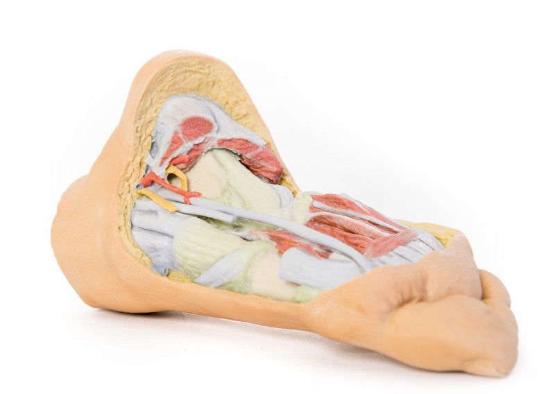 Foot - Deep plantar structures - 3D Printed Cadaver