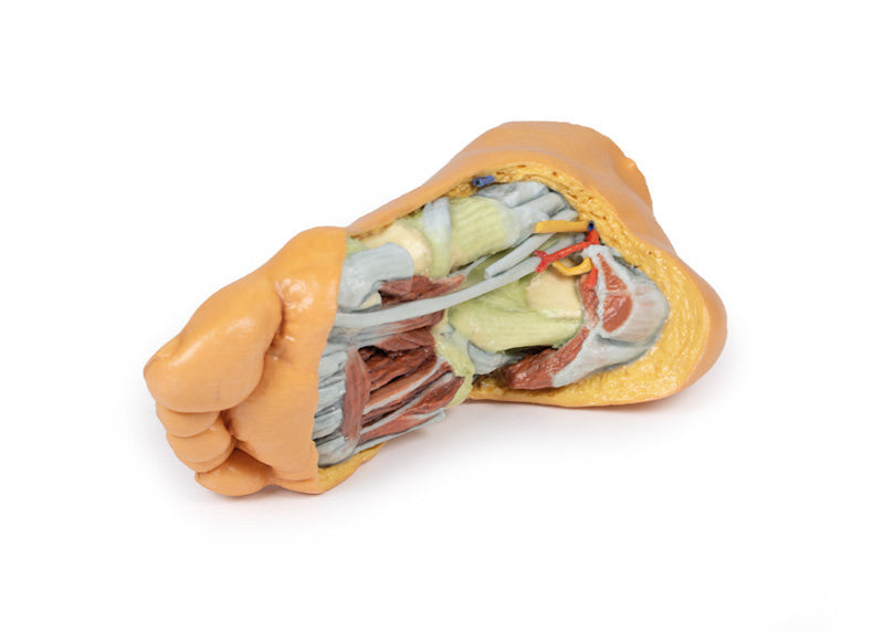 Foot - Deep plantar structures - 3D Printed Cadaver