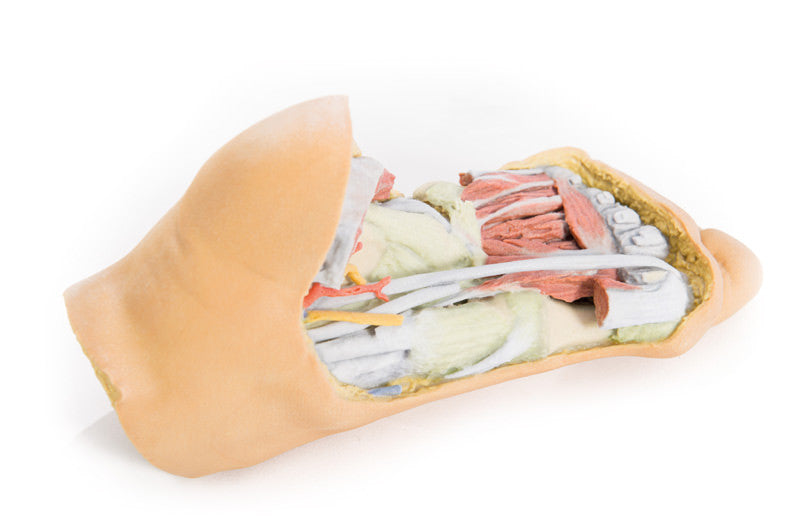 Foot - Deep plantar structures - 3D Printed Cadaver