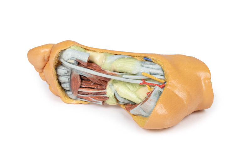 Foot - Deep plantar structures - 3D Printed Cadaver