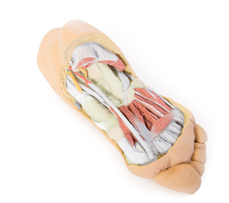 Foot - Deep plantar structures - 3D Printed Cadaver