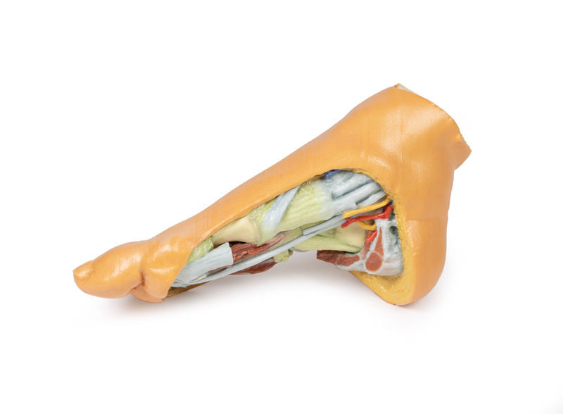 Foot - Deep plantar structures - 3D Printed Cadaver