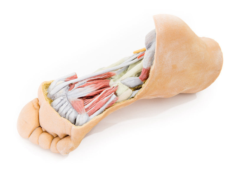 Foot - Deep plantar structures - 3D Printed Cadaver