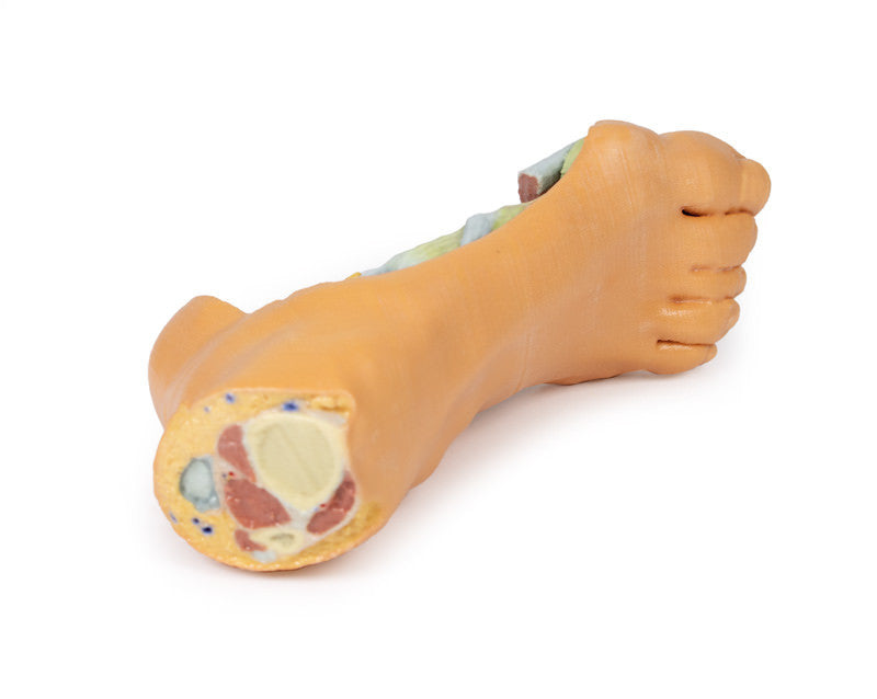 Foot - Deep plantar structures - 3D Printed Cadaver