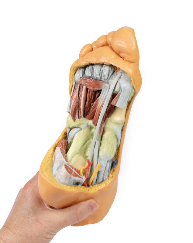 Foot - Deep plantar structures - 3D Printed Cadaver