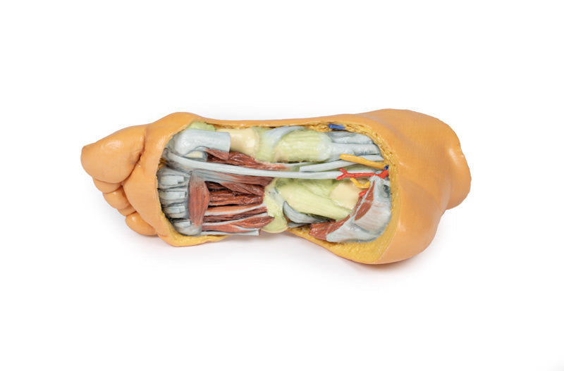 Foot - Deep plantar structures - 3D Printed Cadaver