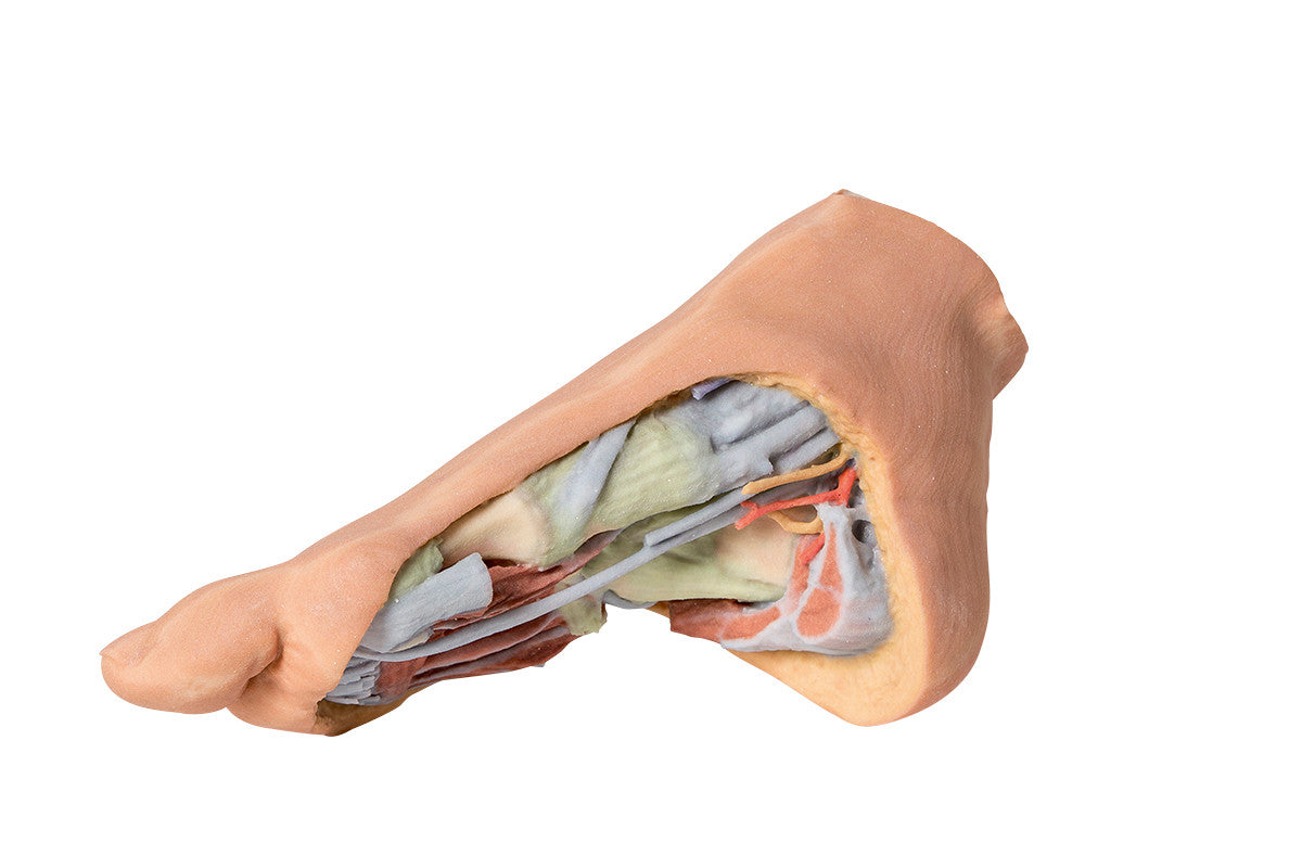 Foot - Deep plantar structures - 3D Printed Cadaver