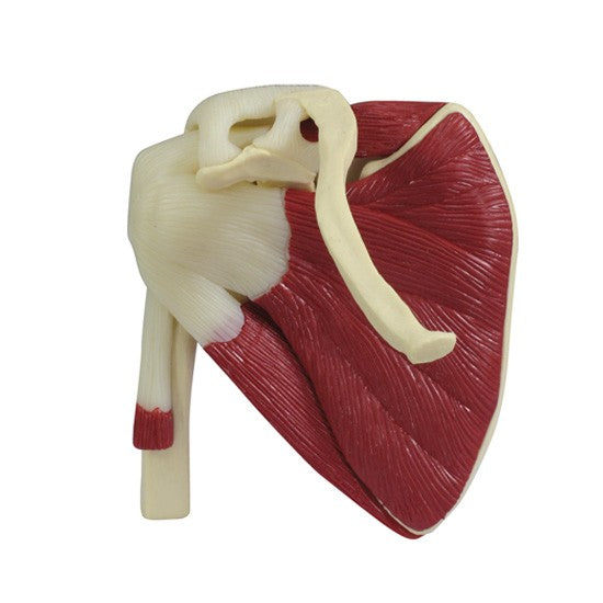 Mini-Muscled Joint Set