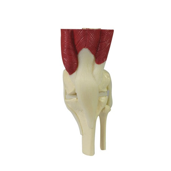 Mini-Muscled Joint Set