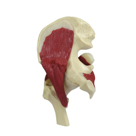 Mini-Muscled Joint Set