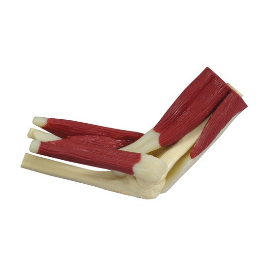 Mini-Muscled Joint Set