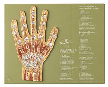 Section through the Hand
